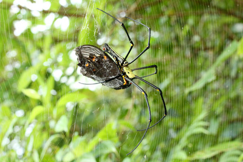 オオジョロウグモ