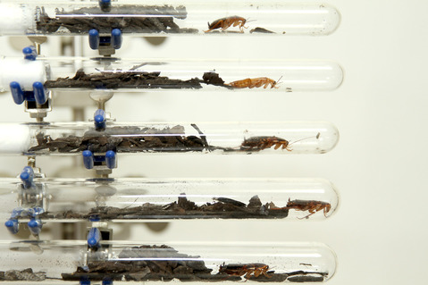 ������ɥ����֥�Х�Ampulex compressa