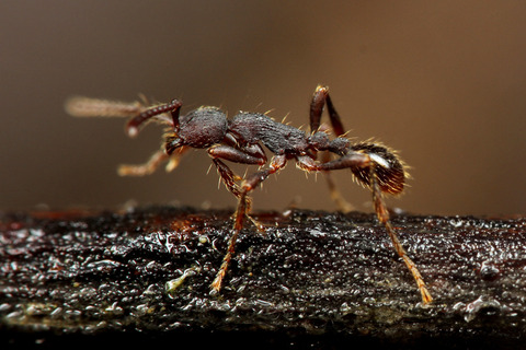 ヒメサスライアリ Aenictus aratus