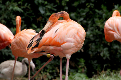 フラミンゴ
