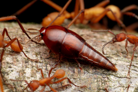 ハマタグンタイアリの好蟻性生物