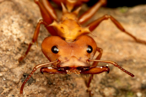 �ۥ󥦥�������Daceton