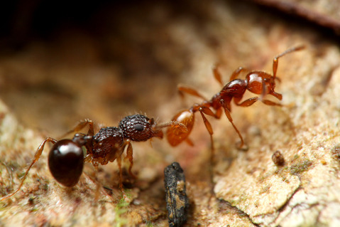 チャイロヒメサスライアリ