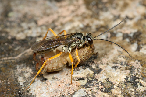 ��������ϥ�