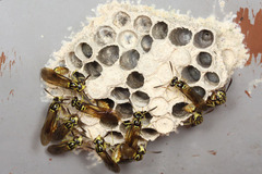 ¥Ï¥Á¡¡¥Þ¥ì¡¼¥·¥¢