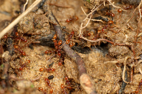ヒメサスライアリの狩り