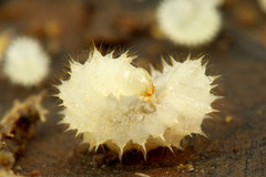 �����ʥ異���ȥ���