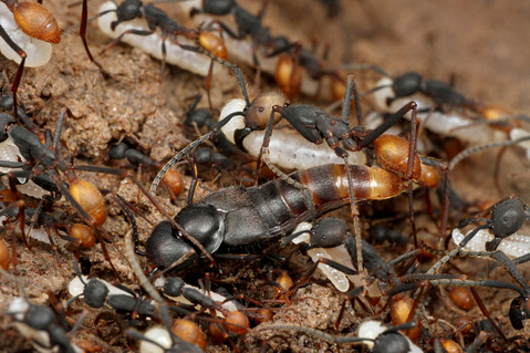 バーチェルグンタイアリEciton burchellii