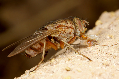 西表産ベンガルバエ