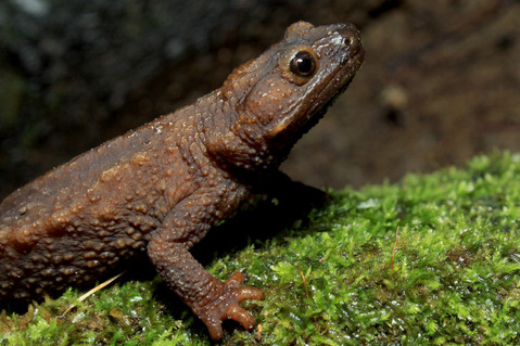 ¥¤¥Ü¥¤¥â¥ê