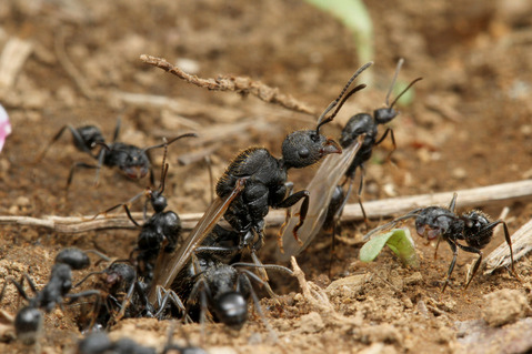 クロナガアリ Messor aciculatus