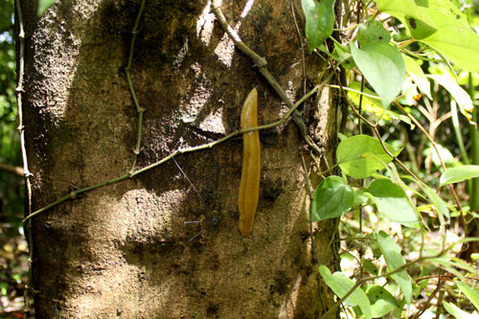 ±âÈþ¤Î¥ä¥Þ¥Ê¥á¥¯¥¸