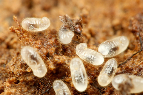 ¿©»öÃæ¤Î¥ª¥ª¥º¥¢¥ê¤ÎÍÄÃî