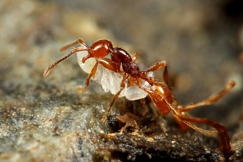 チャイロヒメサスライアリ狩り