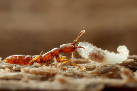 �Υ�����ϥꥢ��