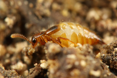 ��������ϥͥ�����