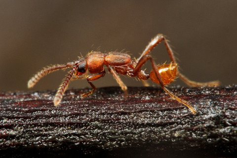 Aenictocupidus jacobsonorum