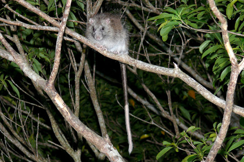 ���ʥ��ͥ���