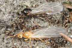 ���ñۤ���Υȥӥ���������