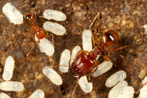 アズマオオズアリ