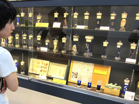 たくさんの標本