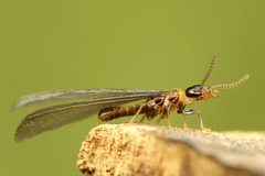 ��ޥȥ�������