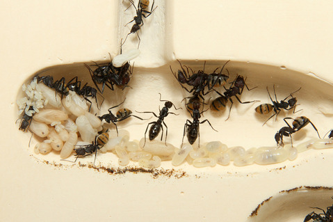 サバクケブカオオアリ Camponotus fulvopilosus