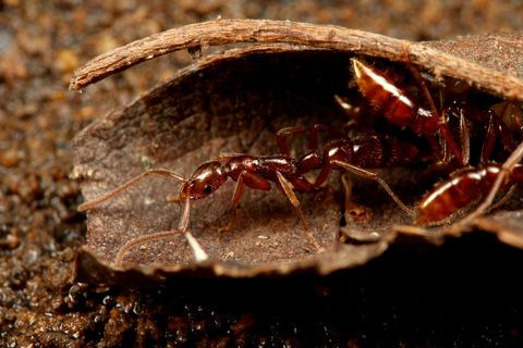 �ϥ���ϥꥢ��Leptogenys confucii