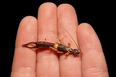 ����ϥ��ߥॷ