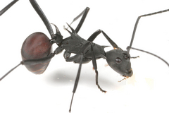 �ܥ�ͥ����ȥ�����