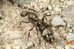 ������ޥ���ν���