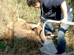 クロクサアリの巣