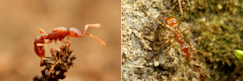 �ϥʥʥ�����ȥ�������������