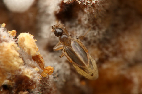 ¥Õ¥Ã¥¯¥é¥Î¥ß¥Ð¥¨ Laosphora sp.