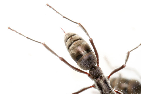 �ȥ������ϥꥢ��