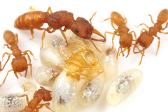 ヘラアゴハリアリMystrium