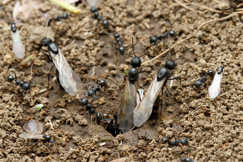 �����ʥ�����η뺧����