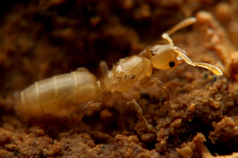 ヨツバアリ Ishigakicoccus shimadai