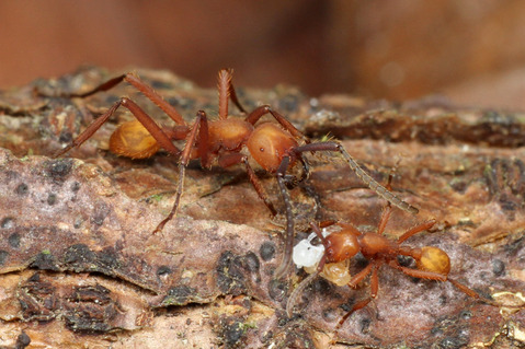 �ϥޥ����󥿥�����Trichatelura manni