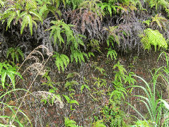 ���⥦���󥴥�