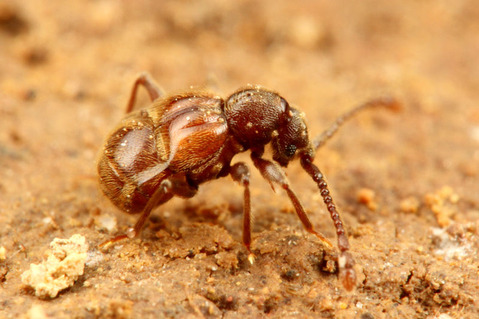 ����ť��ॷ