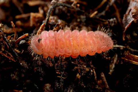 ���ޥ�����Ĵ��