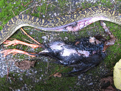 ���Х륯����