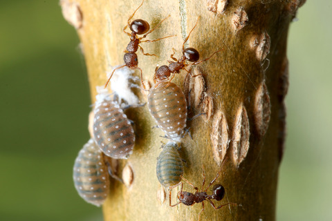 ÀãÃî¤Î°ìÀ¸