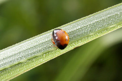 �ȥ�Υե���ޥ�