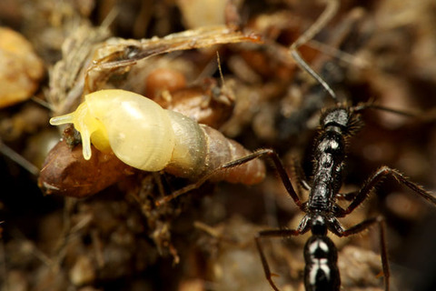 ¥Ï¥·¥ê¥Ï¥ê¥¢¥ê¡¡¥ª¥«¥Á¥ç¥¦¥¸