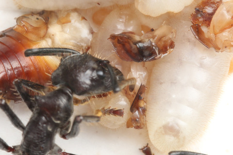 �ѥ�ݥͥ�λҰ��