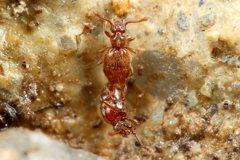 ¥ª¥¥Ê¥ï¥¢¥®¥È¥¢¥ê¤ÎÁã