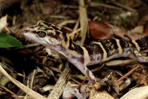 クメトカゲモドキ