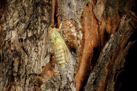 セミの羽化